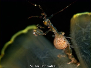 Alien -
This Skeleton shrimp is taken in cold North Sea ... by Uwe Schmolke 